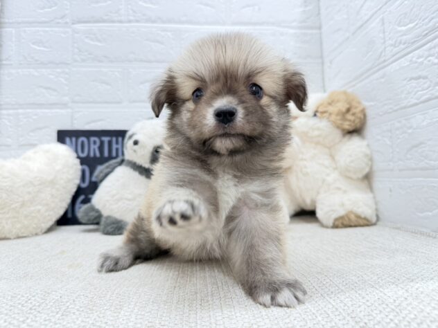 岡山県のハーフ犬・ミックス犬 (ワンキャラット アミーゴ岡南店/2026年6月20日生まれ/女の子/ウルフセーブル)の子犬の2枚目の画像