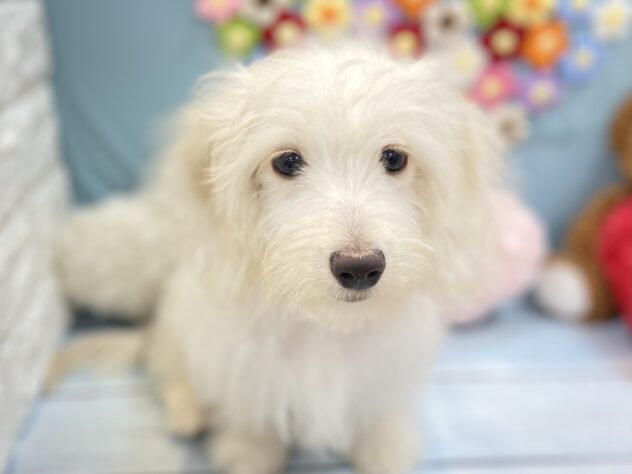 兵庫県のハーフ犬・ミックス犬 (ワンキャラット アミーゴ姫路飾磨店/2026年4月26日生まれ/男の子/クリーム)の子犬の1枚目の画像