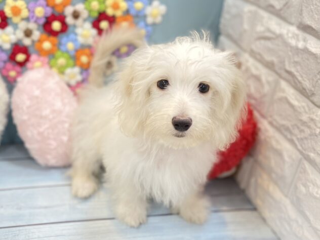 兵庫県のハーフ犬・ミックス犬 (ワンキャラット アミーゴ姫路飾磨店/2026年4月26日生まれ/男の子/クリーム)の子犬の2枚目の画像