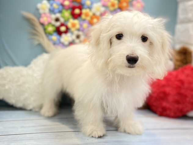 兵庫県のハーフ犬・ミックス犬 (ワンキャラット アミーゴ姫路飾磨店/2026年4月26日生まれ/男の子/クリーム)の子犬の3枚目の画像