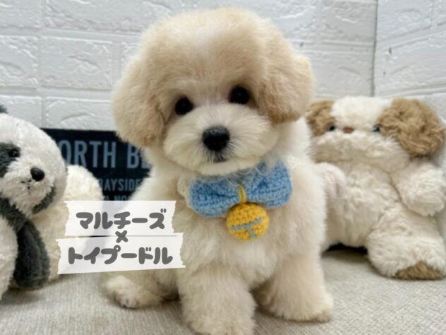 岡山県のマルプー(マルチーズ×プードル) (ワンキャラット アミーゴ岡南店/2026年5月19日生まれ/男の子/クリーム)の子犬の1枚目の画像