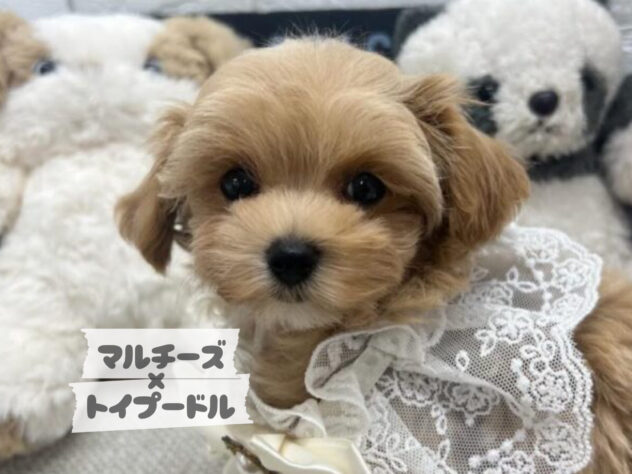 岡山県のハーフ犬・ミックス犬 (ワンキャラット アミーゴ岡南店/2026年6月20日生まれ/男の子/アプリコット)の子犬の1枚目の画像