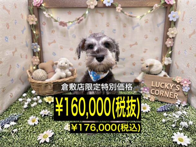 岡山県のミニチュアシュナウザー (アミーゴ倉敷店/2026年6月17日生まれ/男の子/ソルトペッパー)の子犬