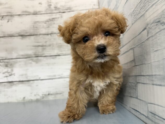 広島県のハーフ犬・ミックス犬 (アミーゴ多治米店/2026年6月1日生まれ/女の子/アプリコット)の子犬
