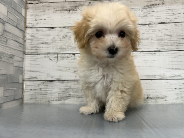 広島県のハーフ犬・ミックス犬 (アミーゴ多治米店/2026年6月21日生まれ/男の子/クリーム)の子犬