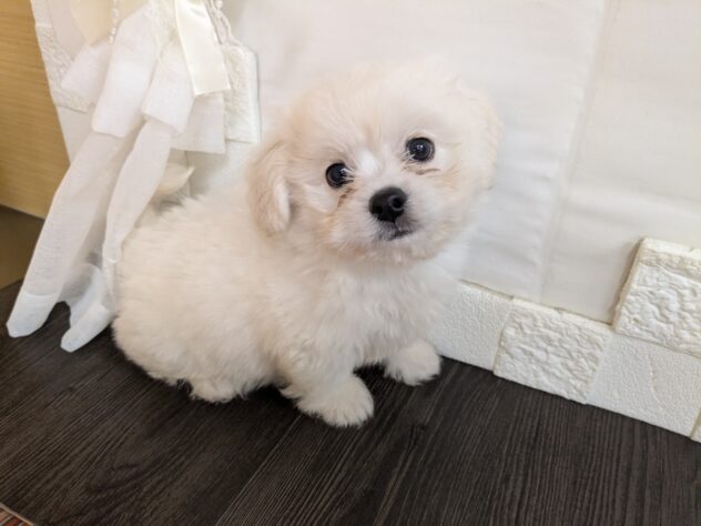 宮城県のハーフ犬・ミックス犬 (アミーゴ古川駅前店/2026年5月31日生まれ/男の子/ホワイト)の子犬の1枚目の画像
