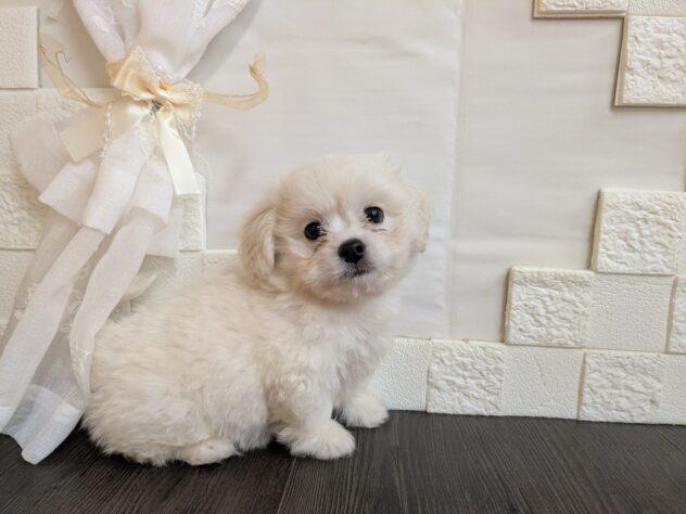 宮城県のハーフ犬・ミックス犬 (アミーゴ古川駅前店/2026年5月31日生まれ/男の子/ホワイト)の子犬の2枚目の画像