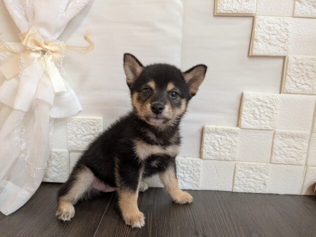 宮城県の柴犬(標準サイズ) (アミーゴ古川駅前店/2026年6月22日生まれ/男の子/黒)の子犬の2枚目の画像