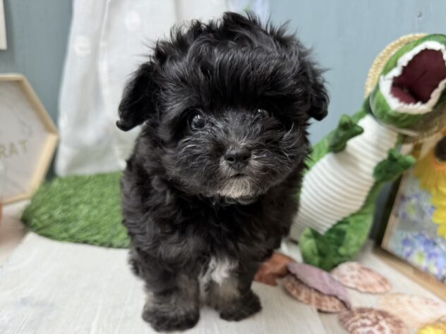 高知県のハーフ犬・ミックス犬 (ワンキャラット アミーゴ高知店/2026年6月7日生まれ/女の子/ブラックタン)の子犬の1枚目の画像