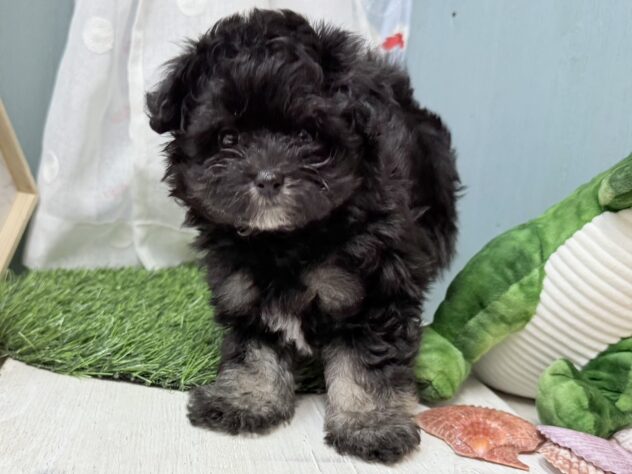 高知県のハーフ犬・ミックス犬 (ワンキャラット アミーゴ高知店/2026年6月7日生まれ/女の子/ブラックタン)の子犬の2枚目の画像