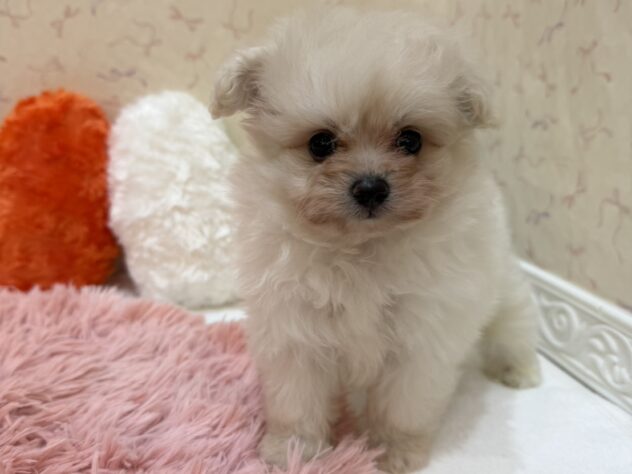 福島県のハーフ犬・ミックス犬 (アミーゴ本宮店/2026年6月3日生まれ/男の子/クリーム)の子犬