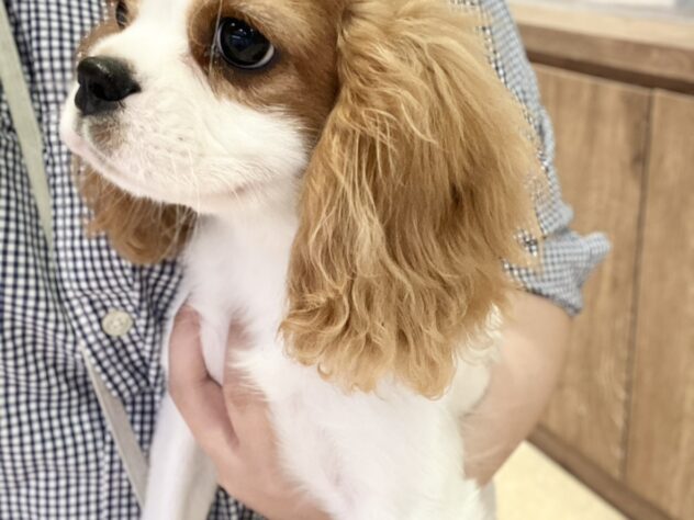 福島県のキャバリアキングチャールズスパニエル (アミーゴ須賀川店/2026年3月31日生まれ/女の子/ブレンハイム)の子犬の2枚目の画像
