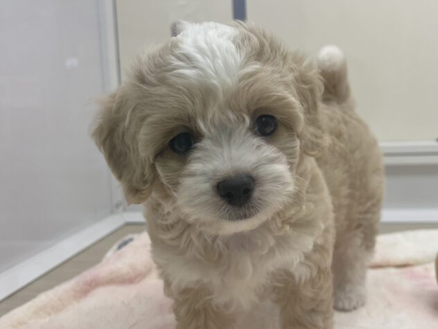 福島県のハーフ犬・ミックス犬 (アミーゴ須賀川店/2026年5月31日生まれ/女の子/クリームホワイト)の子犬