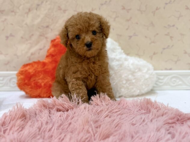 福島県のトイプードル(トイ) (アミーゴ本宮店/2026年6月2日生まれ/男の子/レッド)の子犬