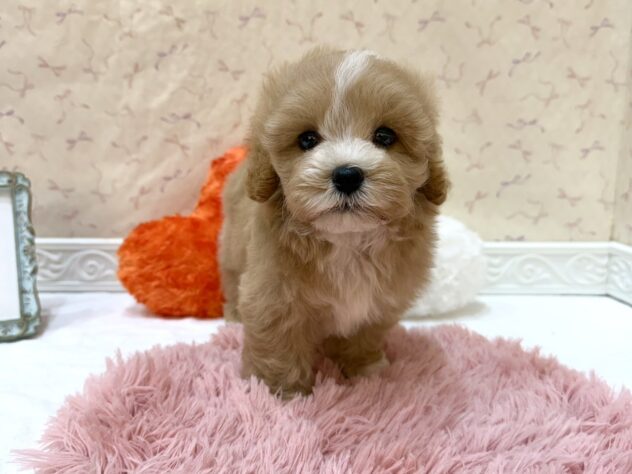 福島県のハーフ犬・ミックス犬 (アミーゴ本宮店/2026年5月31日生まれ/男の子/アプリコット)の子犬