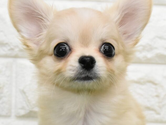 新潟県のハーフ犬・ミックス犬 (アミーゴ新潟小新店/2026年6月15日生まれ/女の子/クリーム)の子犬の1枚目の画像