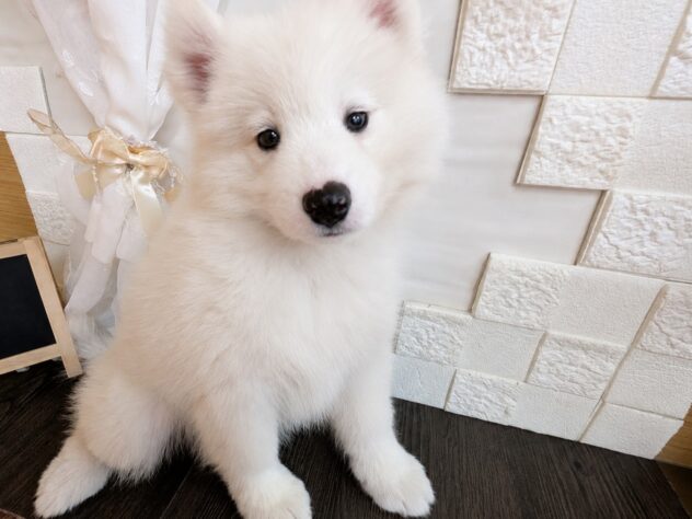 宮城県のサモエド (アミーゴ古川駅前店/2026年6月9日生まれ/女の子/ホワイト)の子犬