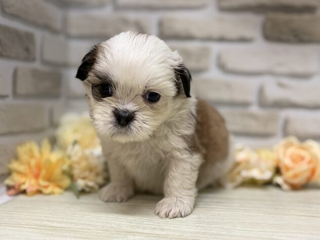 岩手県のハーフ犬・ミックス犬 (アミーゴ一関店/2026年6月11日生まれ/男の子/ホワイトゴールド)の子犬