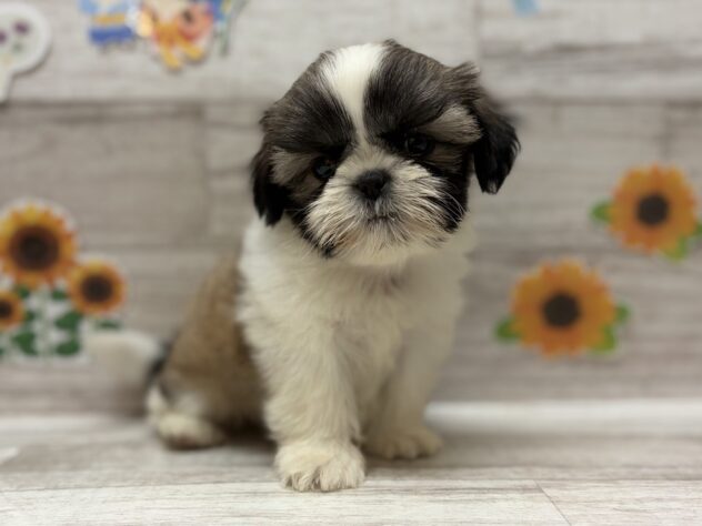 岩手県のシーズー (アミーゴ一関店/2026年5月27日生まれ/男の子/ホワイトゴールド)の子犬