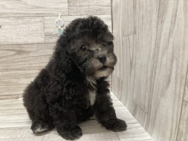 秋田県のトイプードル(トイ) (アミーゴ横手店/2026年5月13日生まれ/男の子/シルバー)の子犬
