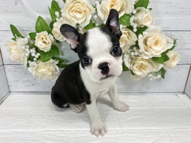 宮城県のボストンテリア (アミーゴ仙台富沢店/2026年6月9日生まれ/男の子/ボストンカラー)の子犬