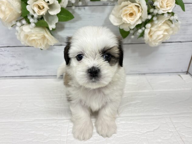 宮城県のハーフ犬・ミックス犬 (アミーゴ仙台富沢店/2026年6月11日生まれ/男の子/ホワイトゴールド)の子犬