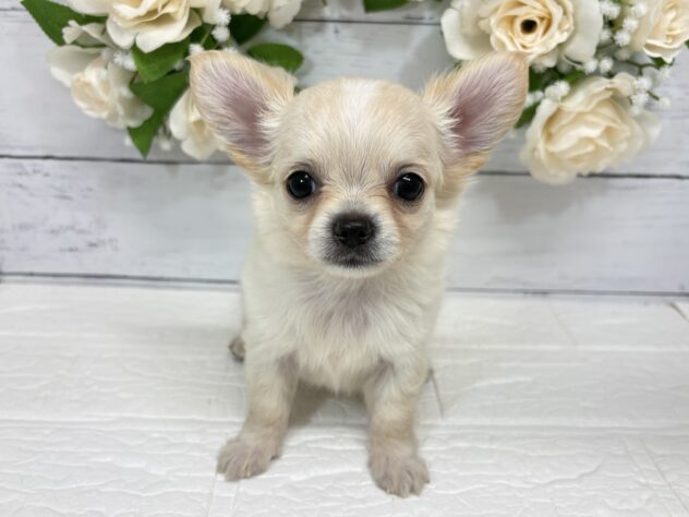 宮城県のチワワ(ロング) (アミーゴ仙台富沢店/2026年6月15日生まれ/女の子/クリーム)の子犬