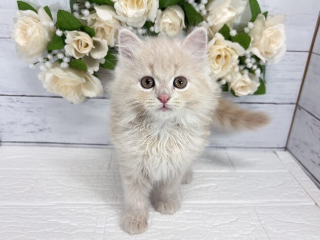 宮城県のサイベリアン (アミーゴ仙台富沢店/2026年6月28日生まれ/男の子/クリームタビー)の子猫