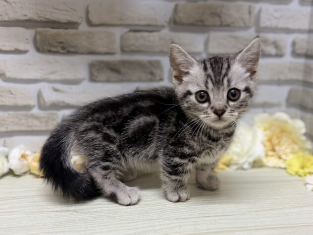 岩手県のマンチカン (アミーゴ一関店/2026年6月12日生まれ/男の子/シルバータビー)の子猫