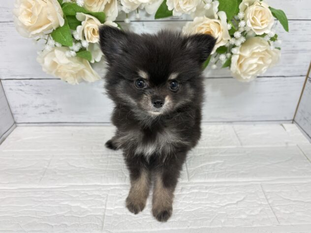 宮城県のハーフ犬・ミックス犬 (アミーゴ仙台富沢店/2026年6月7日生まれ/女の子/ブラックタン)の子犬