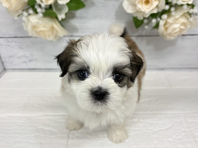 宮城県のハーフ犬・ミックス犬 (アミーゴ仙台富沢店/2026年6月11日生まれ/男の子/ホワイトゴールド)の子犬