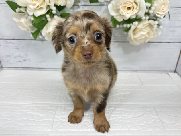 宮城県のハーフ犬・ミックス犬 (アミーゴ仙台富沢店/2026年6月14日生まれ/女の子/チョコレートダップル)の子犬