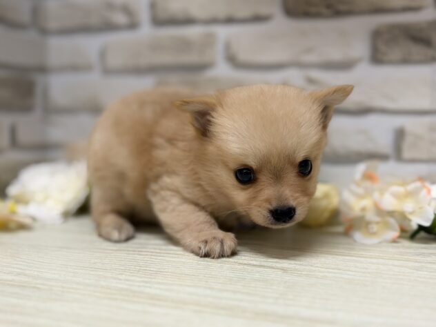 岩手県のハーフ犬・ミックス犬 (アミーゴ一関店/2026年6月10日生まれ/男の子/クリーム)の子犬