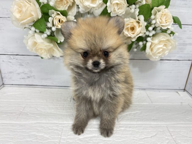 宮城県のハーフ犬・ミックス犬 (アミーゴ仙台富沢店/2026年6月7日生まれ/男の子/フォーン)の子犬