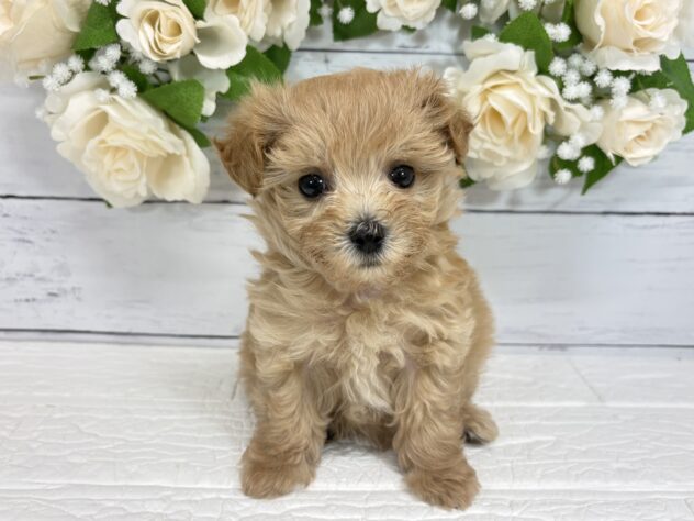 宮城県のハーフ犬・ミックス犬 (アミーゴ仙台富沢店/2026年6月29日生まれ/女の子/アプリコット)の子犬