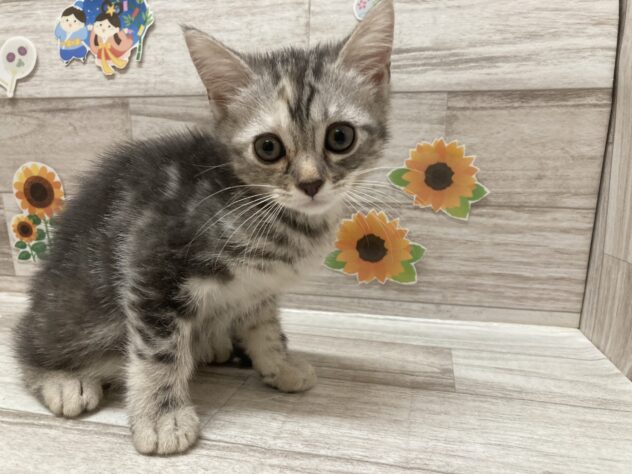 岩手県のマンチカン (アミーゴ一関店/2026年5月14日生まれ/女の子/シルバーパッチドタビー)の子猫