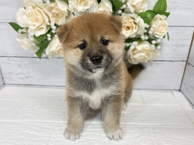 宮城県の柴犬(標準サイズ) (アミーゴ仙台富沢店/2026年6月16日生まれ/男の子/赤)の子犬