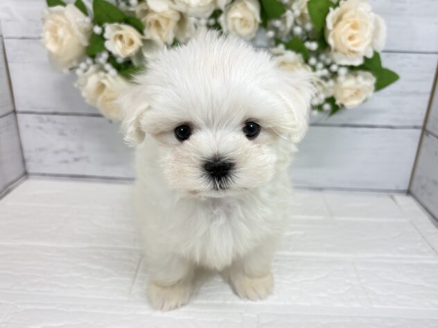 宮城県のマルチーズ (アミーゴ仙台富沢店/2026年6月25日生まれ/女の子/ホワイト)の子犬