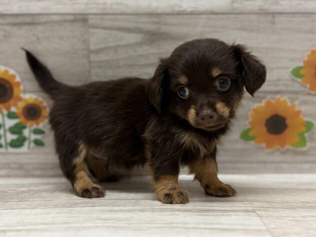 秋田県のハーフ犬・ミックス犬 (アミーゴ横手店/2026年5月28日生まれ/男の子/チョコレートタン)の子犬