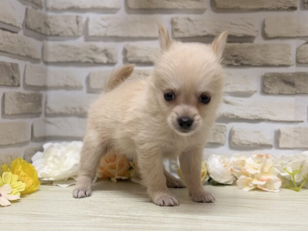 岩手県のハーフ犬・ミックス犬 (アミーゴ一関店/2026年6月8日生まれ/男の子/クリーム)の子犬