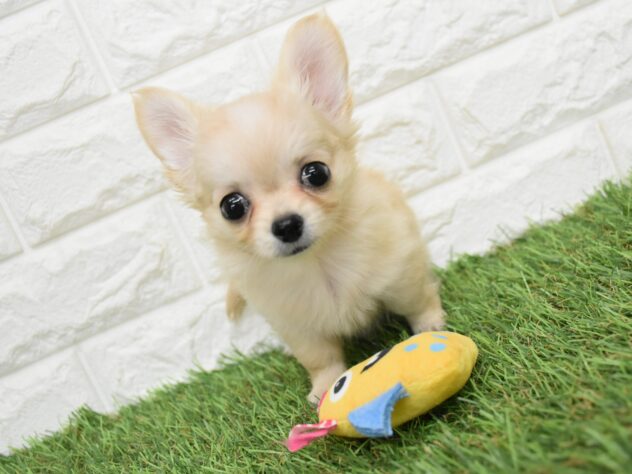 新潟県のハーフ犬・ミックス犬 (アミーゴ新潟小新店/2026年6月15日生まれ/女の子/クリーム)の子犬の2枚目の画像