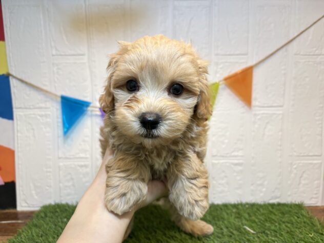 福島県のハーフ犬・ミックス犬 (アミーゴ郡山南店/2026年6月6日生まれ/男の子/アプリコット)の子犬