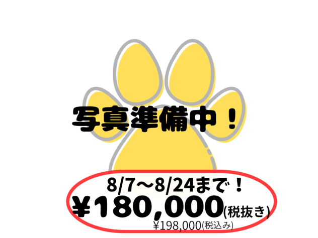 岡山県のトイプードル(トイ) (アミーゴ中庄店/2026年6月17日生まれ/男の子/レッドフォーン)の子犬