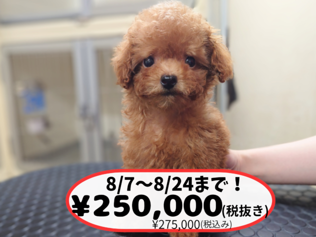 岡山県のトイプードル(トイ) (アミーゴ中庄店/2026年6月17日生まれ/女の子/レッドフォーン)の子犬の1枚目の画像