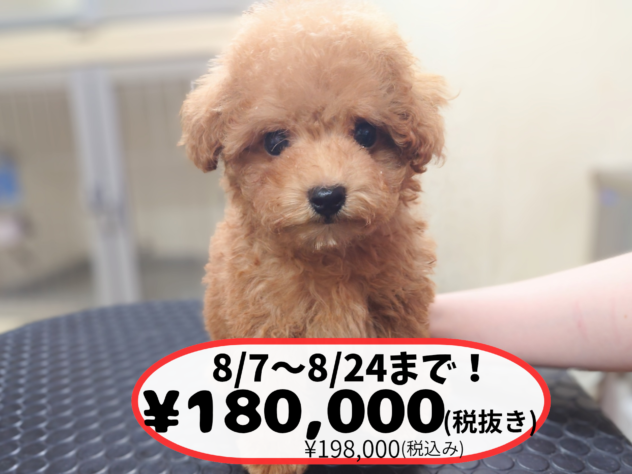 岡山県のトイプードル(トイ) (アミーゴ中庄店/2026年6月17日生まれ/男の子/レッドフォーン)の子犬の1枚目の画像