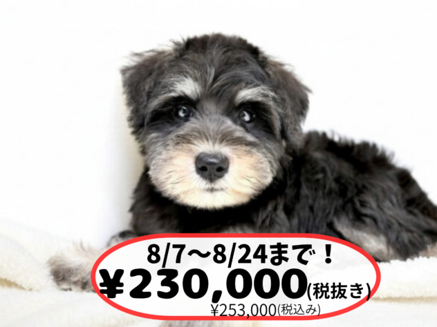 岡山県のミニチュアシュナウザー (アミーゴ中庄店/2026年5月30日生まれ/女の子/ブラックシルバー)の子犬
