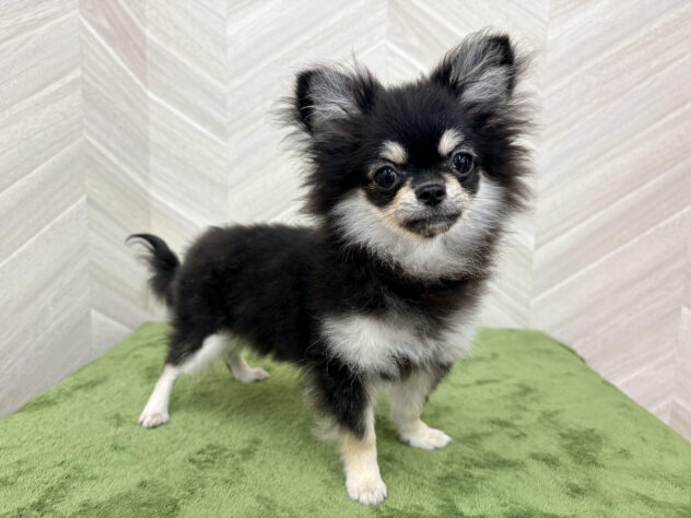 福島県のハーフ犬・ミックス犬 (アミーゴ郡山南店/2026年3月30日生まれ/女の子/ブラックタンホワイト)の子犬