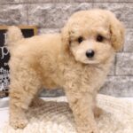 兵庫県のトイプードル(トイ) (ペット・プラザ アミーゴつかしん店/2026年5月1日生まれ/男の子/オレンジフォーン)の子犬の2枚目の画像