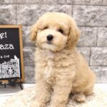 兵庫県のトイプードル(トイ) (ペット・プラザ アミーゴつかしん店/2026年5月1日生まれ/男の子/オレンジフォーン)の子犬の3枚目の画像