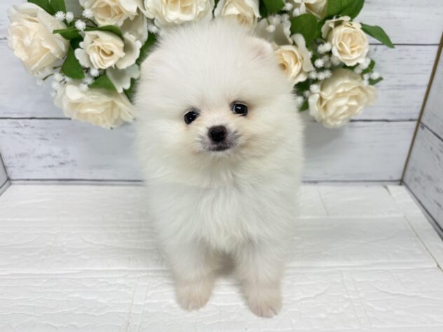 福島県のポメラニアン (アミーゴ郡山南店/2026年6月2日生まれ/女の子/ホワイト)の子犬